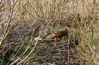 img_0824_small.jpg