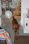 img_1229_small.jpg